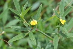 Stylosanthes guianensis